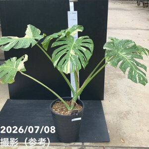 観葉植物 8号 モンステラ」の人気商品一覧・価格比較 - 価格.com