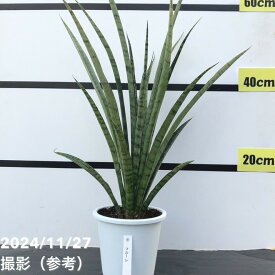 【期間限定ストアポイント10倍！】サンスベリア 5号 フルーレ｜観葉02-D2