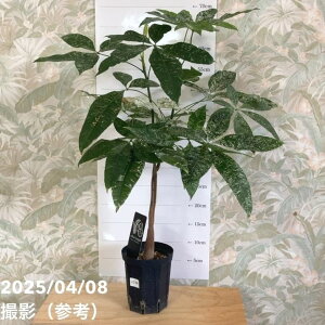 yi͂z pL Pachira glabra 'variegata'iSeedlingj4OXbgiUJ54jbϗt04-PA