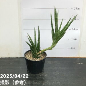 TXxA 3.5 tVV[iNvjYbϗt02-D2