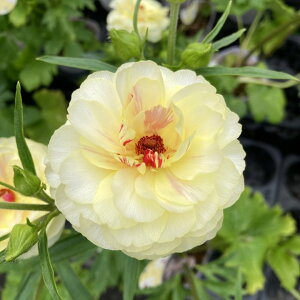 ���i���L�����X ���b�N�X�V���[�Y 3.5�`4�� �A�t���f�B�[�e�b����04-PA