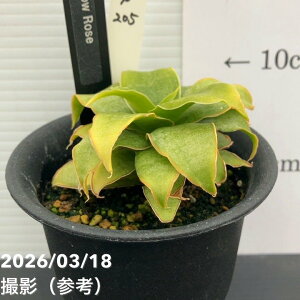 �y�����A�I���i���͂��z�T���X�x���A 3�� Yellow Rose �C�G���[���[�Y �v�����d�l�iS205�j�b�ϗt02-D2
