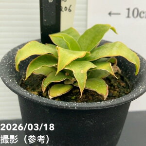 �y�����A�I���i���͂��z�T���X�x���A 3�� Yellow Rose �C�G���[���[�Y �v�����d�l�iS206�j�b�ϗt02-D2