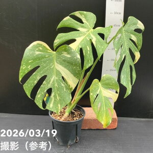 �y���i���͂��z�����X�e�� �^�C�R���X�e���[�V���� Monstera deliciosa 'Thai constellation' 5���b�ϗt10-TU