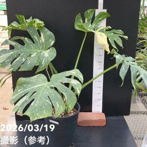 �y���������I���i���͂��z�����X�e�� �^�C�R���X�e���[�V���� Monstera deliciosa 'Thai constellation' 8���i1�j�b�ϗt10-TU