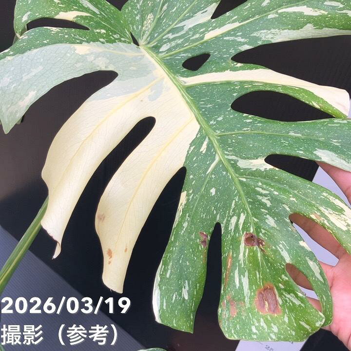 楽天市場】【お買い得！現品お届け】モンステラ タイコンステ 