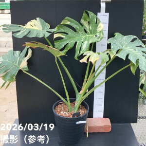 �y���������I���i���͂��z�����X�e�� �^�C�R���X�e���[�V���� Monstera deliciosa 'Thai constellation' 8���i2�j�b�ϗt10-TU