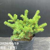 楽天市場】プンゲンストウヒ ホプシー（植木｜ガーデニング・農業