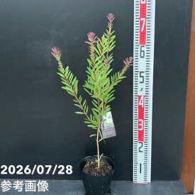 カリステモン ホワイトアルマ 5号 ※お届けに10日程度かかる場合がございます。｜花木10-TN