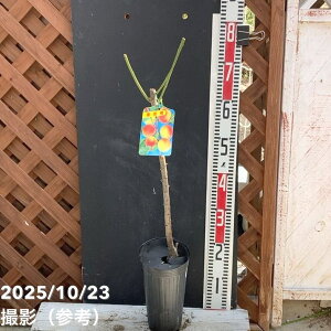 ~ 썂~ 4O|bgbʎ04-PA