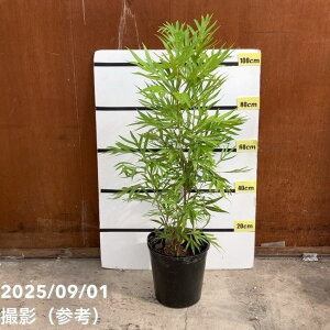 yʌzOrA oCAi 9劔bSGisjbԖ10-TU