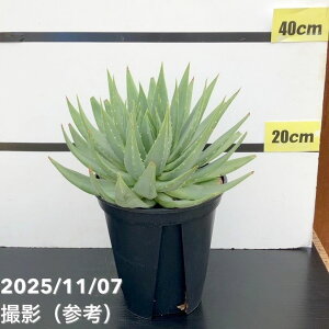 yԌXgA|Cg10{Izyi͂zAG |tB Aloe polyphylla 7i1jbϗt10-TU