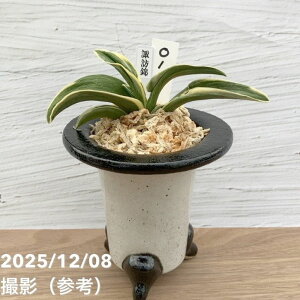 yi͂zL N Ig zK 픫iO1jbϗt10-TU