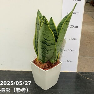 TXxA 3.5 zCgXm[ vdlbϗt02-D2