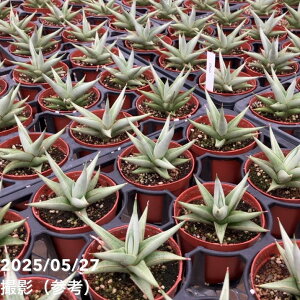 TXxA 3 `j ChaniniqjYdlbϗt02-D2