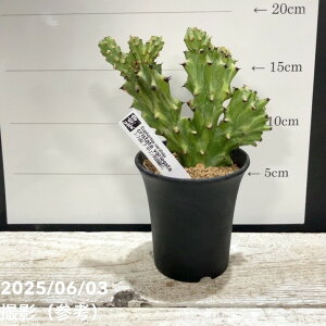 yi͂z[tHrA Lpђԉ Euphorbia neriifolia cristata variegata 3iSA5jbϗt04-PA