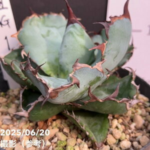 �y�J�b�R�����I���i���͂��z�A�K�x 3.5�� �`�^�m�^ �u���b�N�A���h�u���[ titanota Black and Blue�iAG1�j�b�ϗt01-D1
