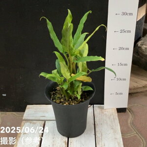 【現品お届け】アロカシア ラウテル バキアナ 斑入り 4号 (MI4)|観葉04-PA