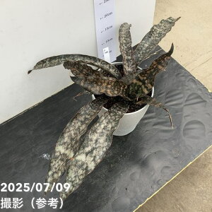 yi͂zTXxA 6 Rpg[iS163jbϗt02-D2