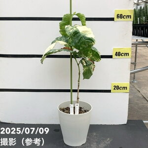 yAIi͂zR[q[̖ uX^ ~g 6  ږؕc viS172jbϗt02-D2