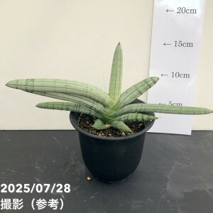 TXxA 3.5 {ZVo[WCAg Boncel Silver Giant vbϗt02-D2