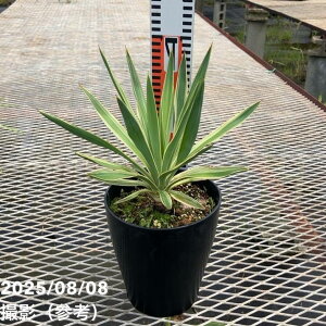 bJ 6 OIT oGQCebhiYucca gloriosa variegatajbԖ01-D1