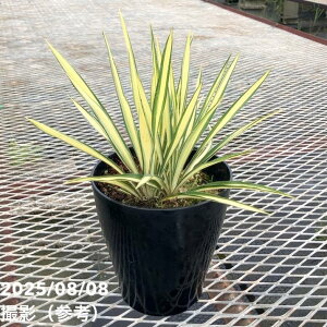 bJ 6 tBg[T J[K[hiYucca flamentosa Color GuardjbԖ01-D1
