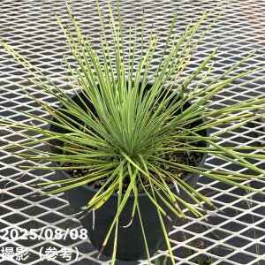 bJ 6 lAtHAiYucca linearifoliajbԖ01-D1