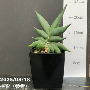 TXxA 4 TfB[ Sawasdee pvdlbϗt02-D2
