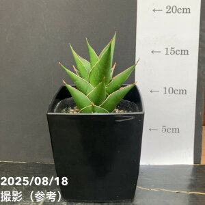 TXxA 4 ^[ Tower pvdlbϗt02-D2