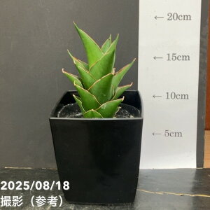 TXxA 4 TCRpN^ Samurai Compacta pvdlbϗt02-D2