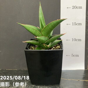 TXxA 4 ^[u[ Tower Blue pvdlbϗt02-D2