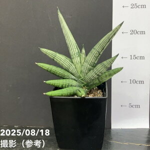 TXxA 4 wIXh[tHelios Dwarf pvdlbϗt02-D2