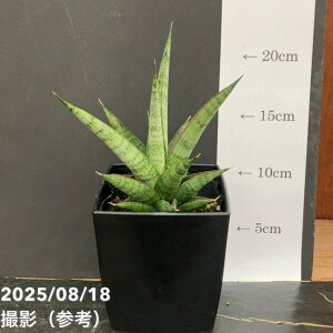 TXxA 4 bN} Rockman pvdlbϗt02-D2