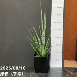 TXxA 4 fBWg Digitorum pvdlbϗt02-D2