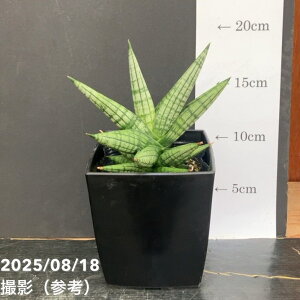 TXxA 4  Yaya pvdlbϗt02-D2