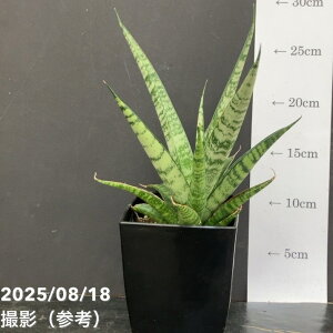 TXxA 4 pCibv Pineapple pvdlbϗt02-D2