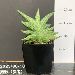 TXxA 4 BGk Vienne pvdlbϗt02-D2