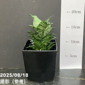 TXxA 4 }niR[ Mahanakhon pvdlbϗt02-D2