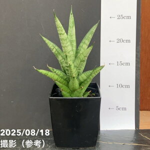 TXxA 4 V[^[ Shooter pvdlbϗt02-D2