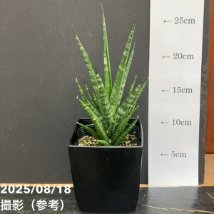 TXxA 4 _VONC[ Dancing Queen pvdlbϗt02-D2