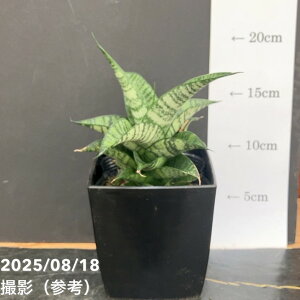 TXxA 4 sAm Piano pvdlbϗt02-D2