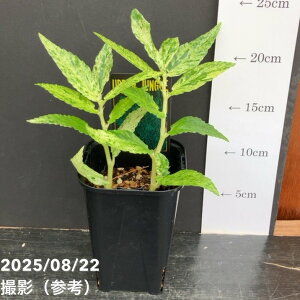 ペリオニア レペンス 斑入り Pellionia repens variegata 3.5号|観葉10-TU