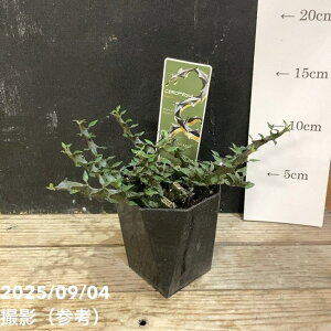 Z؃MA {bZ 2.5bϗt04-PA