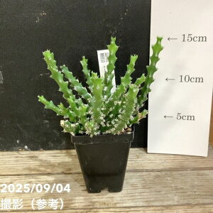 [tHrA [T 2.5bϗt04-PA