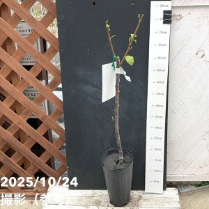 v oCI`F[ 4O|bgbʎ04-PA