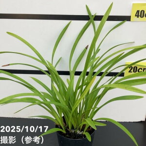 JԌ݊LEw 4 iisjb~co`bm10-TU