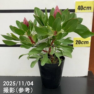 LOveA gvXi2ԕtj5c PVPbԖ10-TU