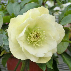 NX}X[Y ɐ݂ 5 ڂ댎bR01-D1