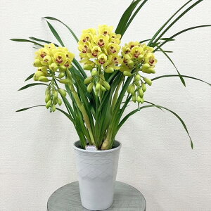 y\tzVrW[ Fn A[`d 3{ 7픫 2025N12肨͂\bs200bm10-TO